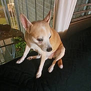 Woozo joined the competition — help win amazing prizes! dog, chihuahua, pet, indoor, window, metal_bars, animal, small_dog, sitting, ears, looking_away, furry, cute, companion, domestic_animal, black_surface, cautious, dim_lighting, blurry, home