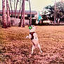 Woozo is registered to the contest to win money with this photo: dog, ball, jumping, grass, park, harness, outdoor, playful, pet, animal, trees, building, daytime, fun, active, canine, nature, field, leisure, motion