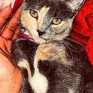 Luna is registered to the contest to win money with this photo: cat, kitten, gray_cat, white markings, pet, animal, feline, portrait, close_up, golden_eyes, pointed_ears, whiskers, sitting, being_held, human_hand, red_blanket, indoors, cozy, fur, cute