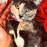 cat, kitten, gray_cat, white markings, pet, animal, feline, portrait, close_up, golden_eyes, pointed_ears, whiskers, sitting, being_held, human_hand, red_blanket, indoors, cozy, fur, cute