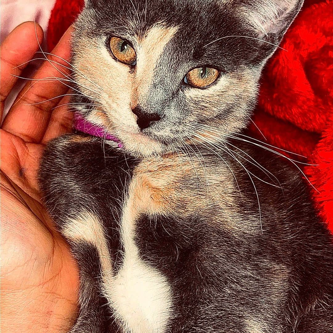 Luna is registered to the contest to win money with this photo: cat, kitten, gray_cat, white markings, pet, animal, feline, portrait, close_up, golden_eyes, pointed_ears, whiskers, sitting, being_held, human_hand, red_blanket, indoors, cozy, fur, cute