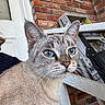 animal, blue_eyes, brick_wall, cat, close_up, curious, domestic, door, ears, expression, face, feline, fur, household_items, indoor, ladder, mammal, pet, portrait, whiskers