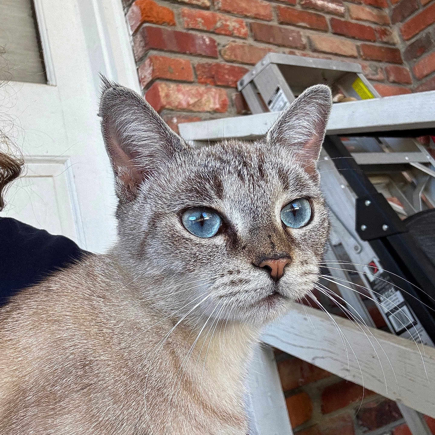 Sophie joined the competition — help win amazing prizes! animal, blue_eyes, brick_wall, cat, close_up, curious, domestic, door, ears, expression, face, feline, fur, household_items, indoor, ladder, mammal, pet, portrait, whiskers
