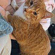 King joined the competition — help win amazing prizes! animal, blanket, cat, comfort, cute, ears, feline, fur, ginger_cat, home, indoor, lap, paws, person, pet, plush, relaxed, resting, soft, whiskers