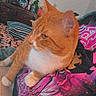 King is registered to the contest to win money with this photo: animal, bed, black, bunny_ears, cap, cat, cozy, dresser, furniture, graphic_tshirt, indoor, orange_cat, person, pet, pink, relaxing, room, striped_pillow, tshirt, white_cat