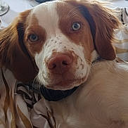Audi participe au concours pour gagner de l'argent avec cette photo : dog, pet, brown_and_white, floppy_ears, blue_eyes, close_up, portrait, lying_down, bed, bedding, pillows, indoors, home, cozy, cute, calm, fur, muzzle, collar, photography