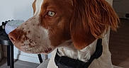 Audi a rejoint le concours — aidez-le/la à gagner de superbes lots ! dog, brown_and_white, spaniel, portrait, floppy_ears, long_hair, collar, seated, side_profile, eye, snout, whiskers, fur, pet, indoor, home, chair, table, wood_floor, closeup