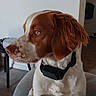 dog, brown_and_white, spaniel, portrait, floppy_ears, long_hair, collar, seated, side_profile, eye, snout, whiskers, fur, pet, indoor, home, chair, table, wood_floor, closeup