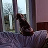 dog, puppy, brown_and_white, sitting, indoors, bed, bedding, window, curtains, bedroom, home, outdoor_view, tree, garden, winter, natural_light, back_view, pet, cozy, portrait