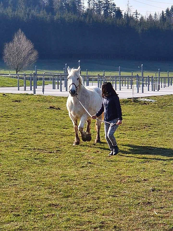 Rital participe au concours pour gagner de l'argent avec cette photo : bridle, canidae, farm, grassland, horse, horse_tack, livestock, mammal, mane, mare, meadow, mustang_horse, pack_animal, pasture, plant, pony, recreation, stallion, vertebrate