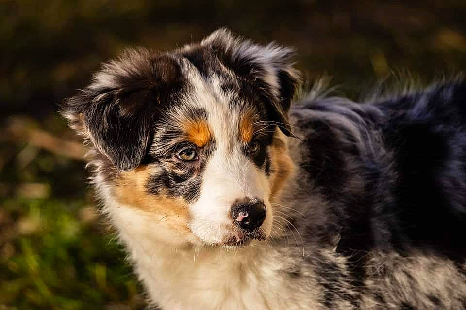 Pheeby a rejoint le concours — aidez-le/la à gagner de superbes lots ! australian_collie, australian_shepherd, border_collie, canidae, carnivore, companion_dog, dog, dog_breed, english_shepherd, herding_dog, mammal, miniature_australian_shepherd, puppy, rare_breed_dog, scotch_collie, snout, sporting_group, vertebrate, welsh_sheepdog, working_dog