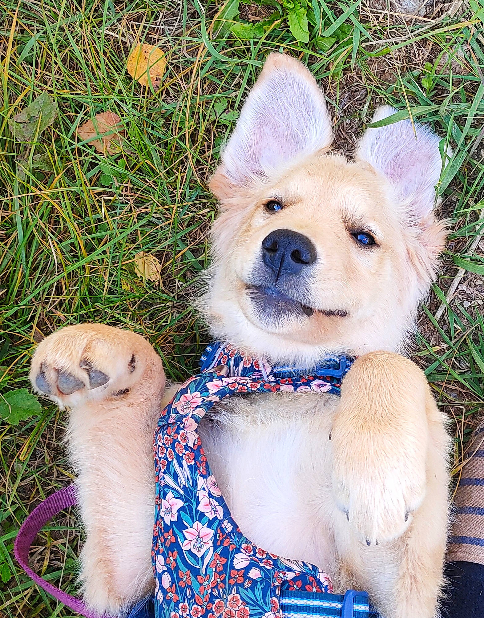 Sky Rym a rejoint le concours — aidez-le/la à gagner de superbes lots ! carnivore, companion_dog, dog, dog_breed, dog_collar, fashion_accessory, fawn, fur, grass, happy, mammal, people_in_nature, plant, plush, snout, stuffed_toy, tail, terrestrial_animal, toy, vertebrate