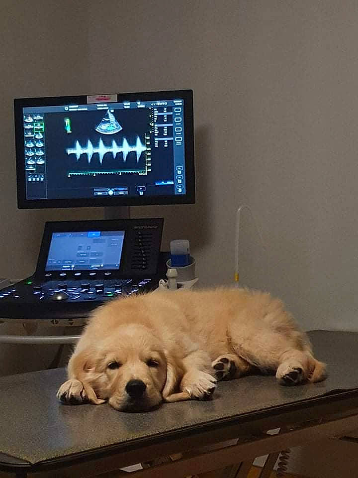 Sky Rym participe au concours pour gagner de l'argent avec cette photo : carnivore, comfort, communication_device, companion_dog, computer, computer_monitor_accessory, desk, display_device, dog, dog_breed, fawn, flat_panel_display, flooring, gadget, home_appliance, laptop, output_device, personal_computer, sky, snout