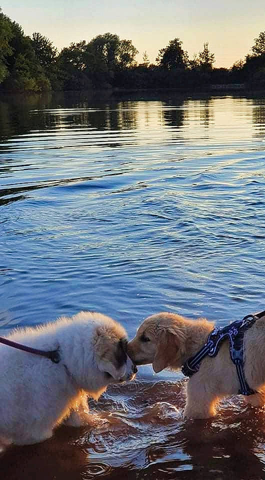 Sky Rym participe au concours pour gagner de l'argent avec cette photo : bank, body_of_water, carnivore, dog, dog_breed, fawn, lake, light, morning, nature, plant, sky, sporting_group, summer, sunlight, tree, water, water_resources, wood, working_animal