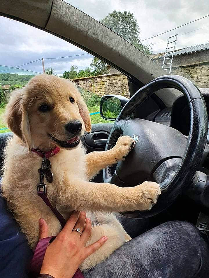 Sky Rym a rejoint le concours — aidez-le/la à gagner de superbes lots ! auto_part, automotive_exterior, automotive_mirror, car, car_seat, carnivore, cloud, companion_dog, dog, dog_breed, fawn, motor_vehicle, plant, sky, snout, steering_part, steering_wheel, tree, vehicle, vehicle_door