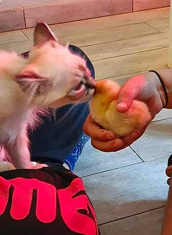 Ratatouillle participe au concours pour gagner de l'argent avec cette photo : carnivore, cat, ear, european_shorthair, felidae, kitten, leg, mouth, nail, neck, paw, pink, polydactyl_cat, small_to_medium_sized_cats, tail, whiskers