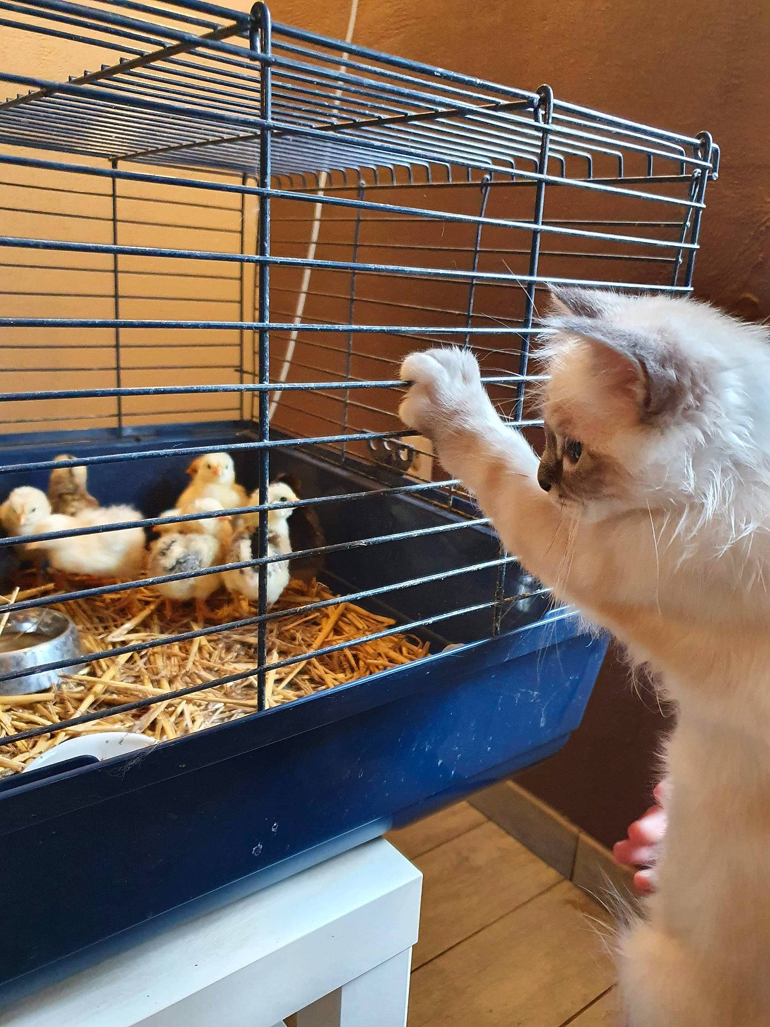 Ratatouillle a rejoint le concours — aidez-le/la à gagner de superbes lots ! animal_shelter, cage, fawn, gerbil, pet_supply