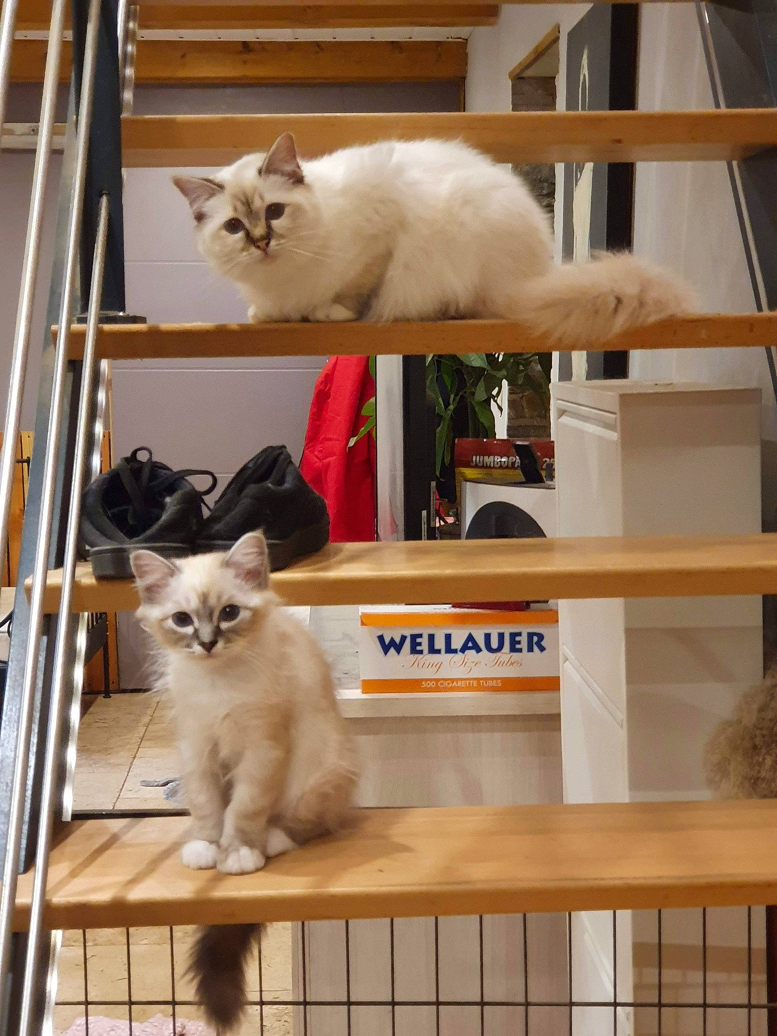Ratatouillle a rejoint le concours — aidez-le/la à gagner de superbes lots ! animal_shelter, asian, balinese, birman, british_shorthair, carnivore, cat, colorpoint_shorthair, fawn, felidae, kitten, mammal, ragdoll, small_to_medium_sized_cats, turkish_angora, turkish_van, vertebrate, whiskers