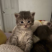 Chu joined the competition — help win amazing prizes! kitten, cat, gray_tabby, furry, cute, young_animal, pet, indoor, blanket, cozy, sleeping, animal, small, fur, whiskers, ears, eyes, resting, close_up, domestic_cat