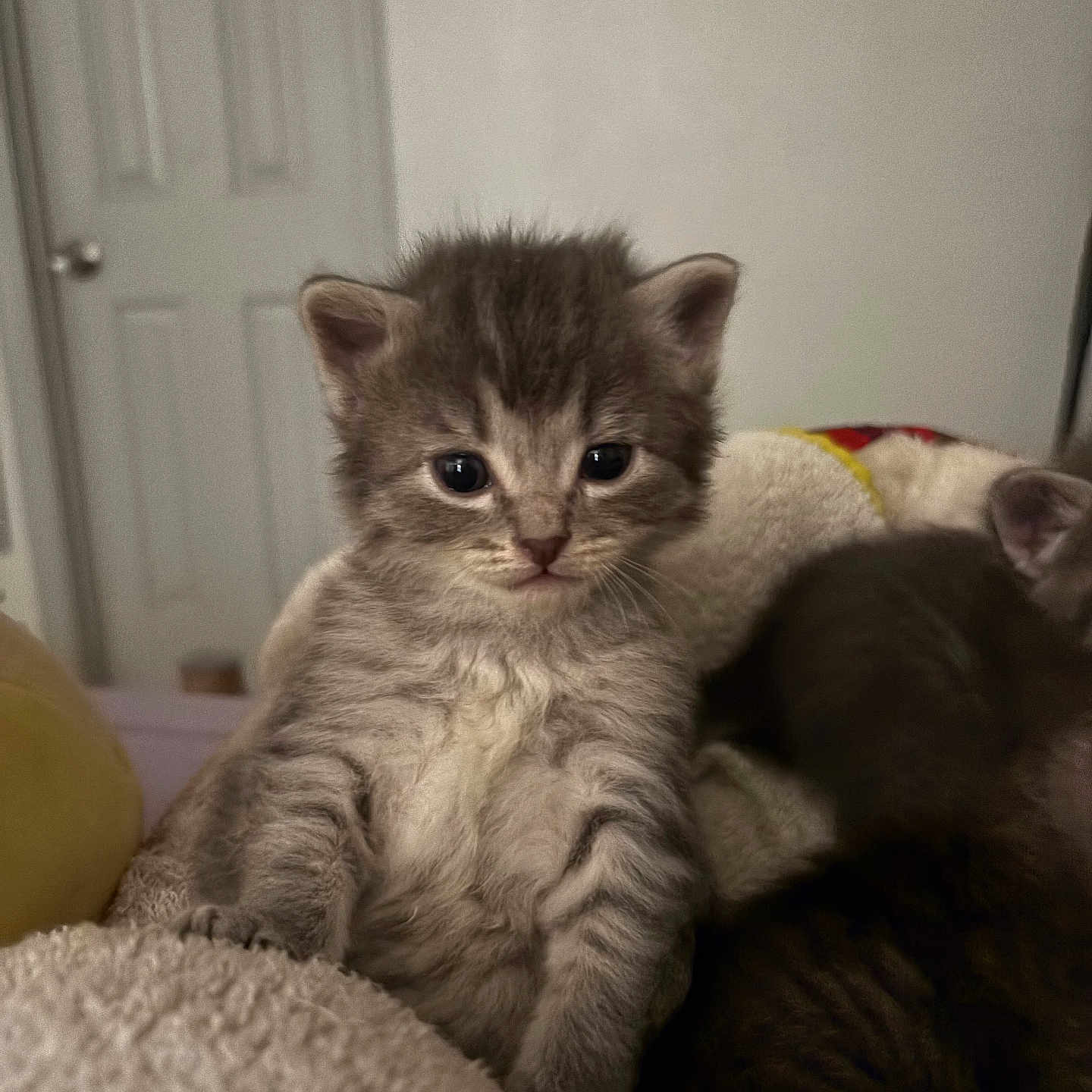 Chu joined the competition — help win amazing prizes! animal, blanket, cat, close_up, cozy, cute, domestic_cat, ears, eyes, fur, furry, gray_tabby, indoor, kitten, pet, resting, sleeping, small, whiskers, young_animal