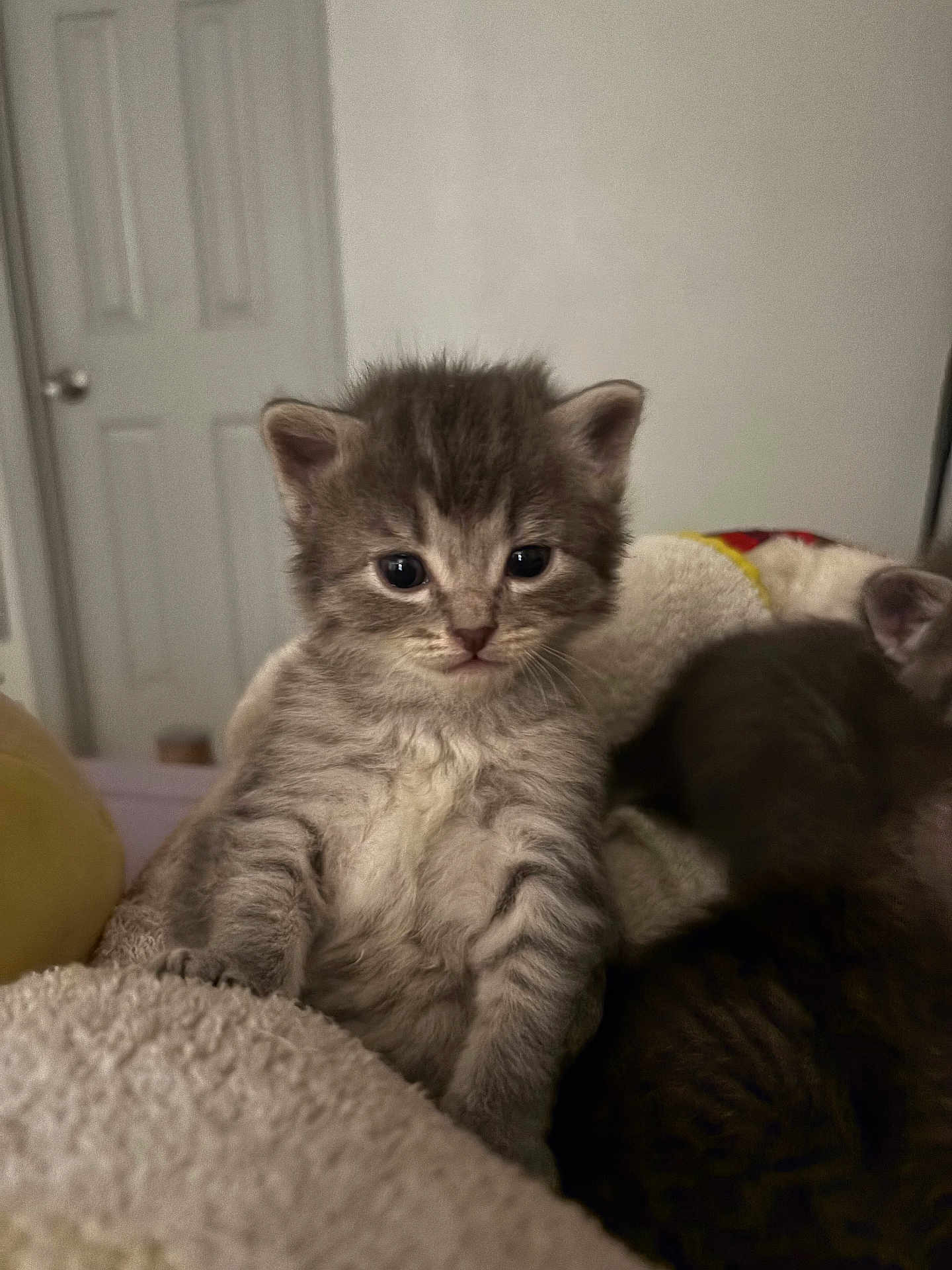 Chu joined the competition — help win amazing prizes! kitten, cat, gray_tabby, furry, cute, young_animal, pet, indoor, blanket, cozy, sleeping, animal, small, fur, whiskers, ears, eyes, resting, close_up, domestic_cat