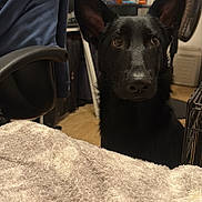 Suki joined the competition — help win amazing prizes! dog, black_dog, indoor, blanket, chair, ears, face, pet, curious, furniture, room, floor, domestic, animal, portrait, looking, cozy, household, closeup, pet_portrait