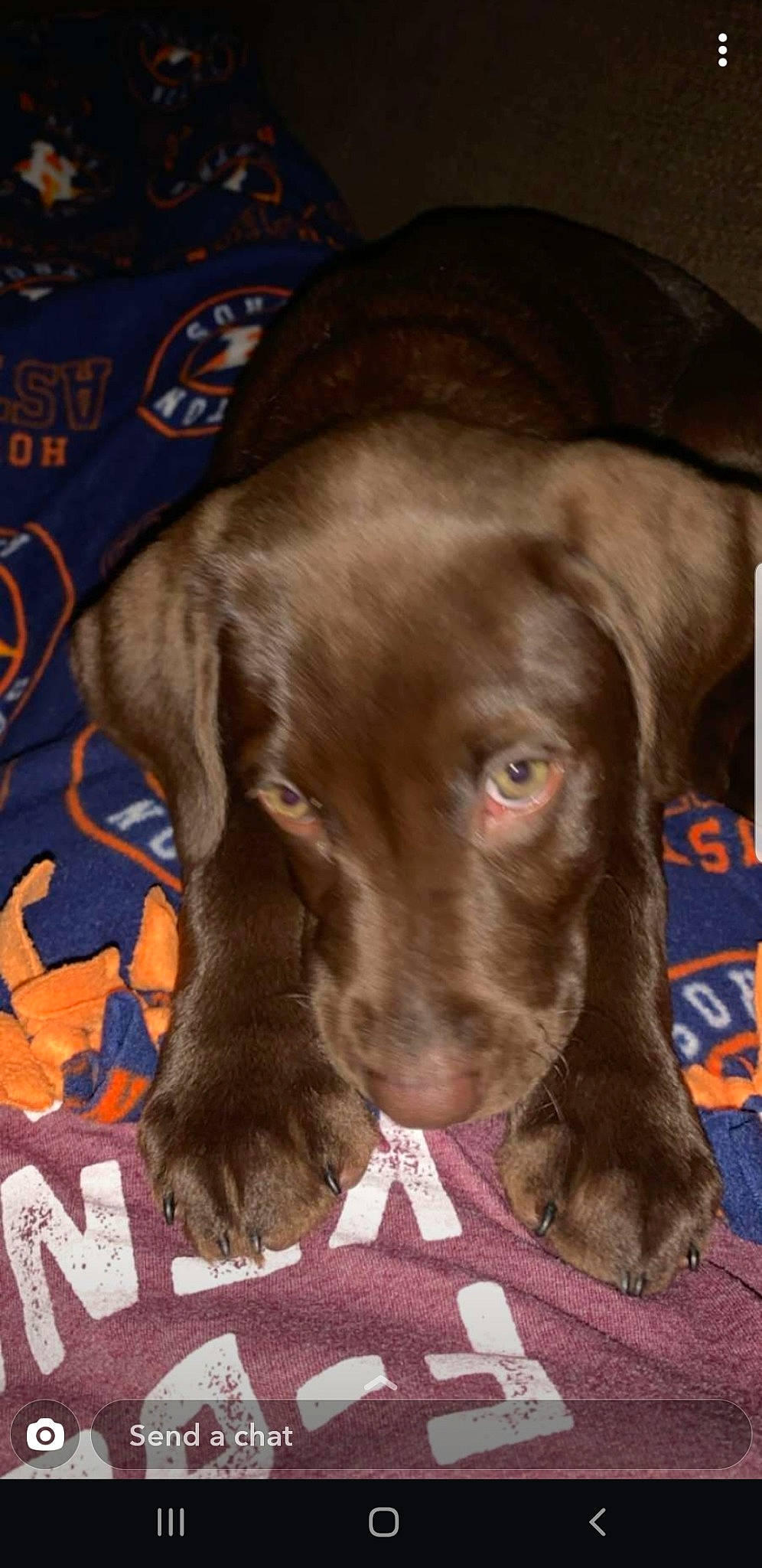 Brantley joined the competition — help win amazing prizes! beagador, canidae, carnivore, dog, dog_breed, ear, fawn, labrador_retriever, liver, mammal, pointing_breed, puppy, retriever, snout, sporting_group, vertebrate, vizsla, weimaraner