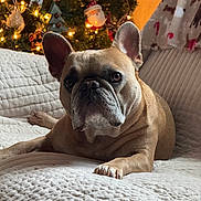 Fin joined the competition — help win amazing prizes! animal, brown_dog, canine, christmas_tree, close_up, couch, cozy, decorations, dog, festive, french_bulldog, holiday_lights, home, indoor, ornaments, pet, portrait, quilted_blanket, relaxed, soft_lighting