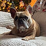 animal, brown_dog, canine, christmas_tree, close_up, couch, cozy, decorations, dog, festive, french_bulldog, holiday_lights, home, indoor, ornaments, pet, portrait, quilted_blanket, relaxed, soft_lighting