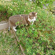 Lola participe au concours pour gagner de l'argent avec cette photo : animal, cat, curious, daylight, exploring, feline, flowers, garden, greenery, leafy, nature, outdoor, pet, plants, shrubbery, side_view, small_flowers, stealth, tabby_cat, white_paws