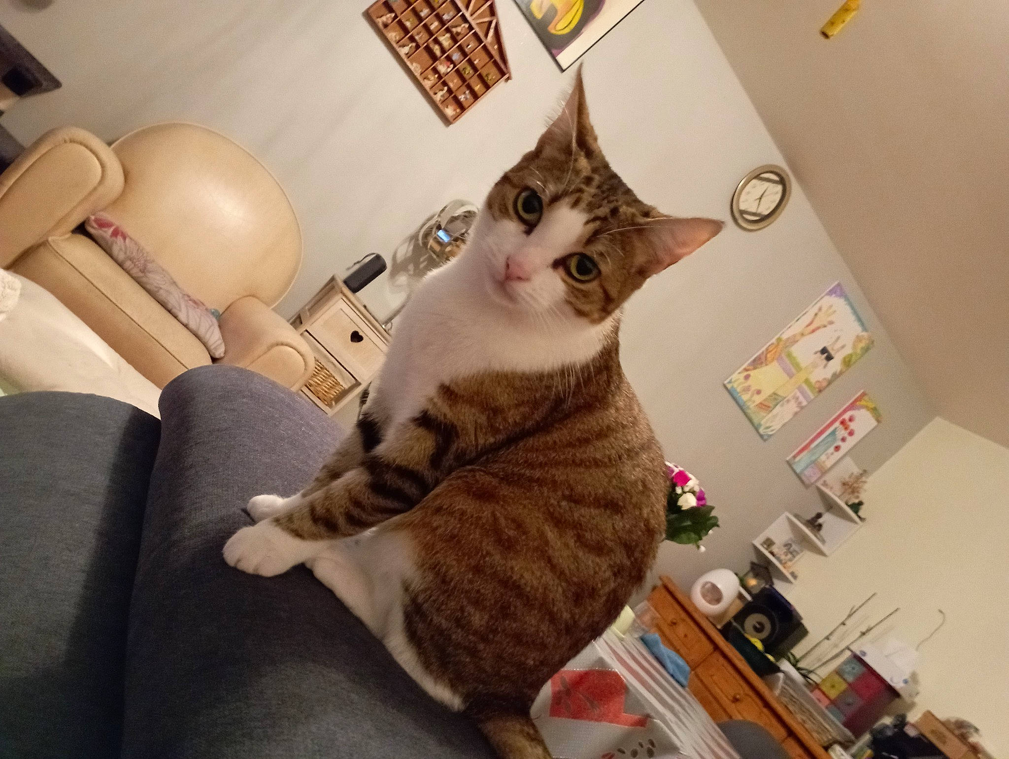 Lola a rejoint le concours — aidez-le/la à gagner de superbes lots ! carnivore, cat, comfort, couch, domestic_short_haired_cat, ear, eyewear, felidae, fur, lamp, lap, metal, paw, room, sitting, small_to_medium_sized_cats, tail, toy, whiskers, wood