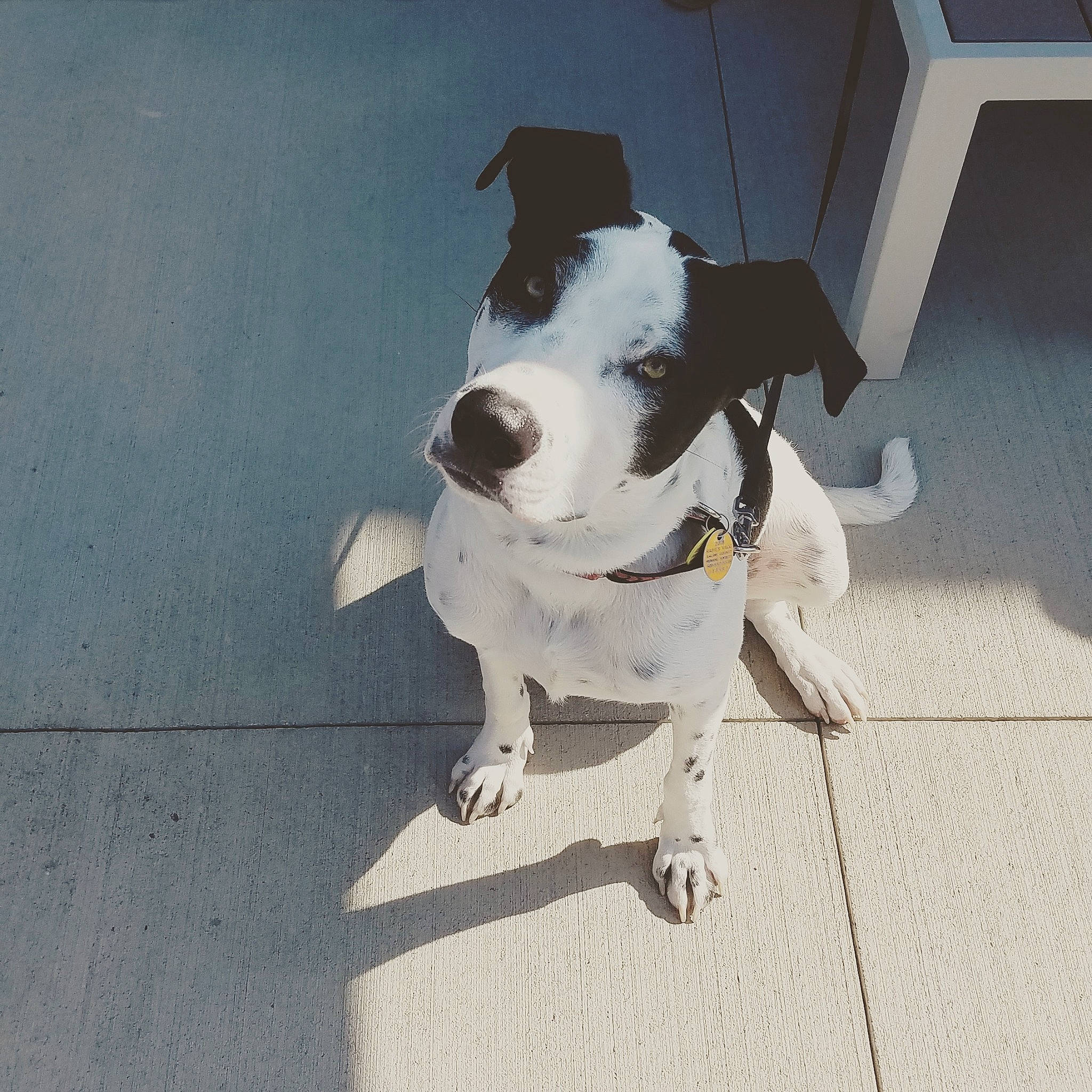 Samson is registered to the contest to win money with this photo: american_bulldog, american_pit_bull_terrier, canidae, carnivore, companion_dog, dog, dog_breed, ear, fawn, mammal, non_sporting_group, nose, pit_bull, pointer, puppy, rare_breed_dog, snout, sporting_group, tail, white