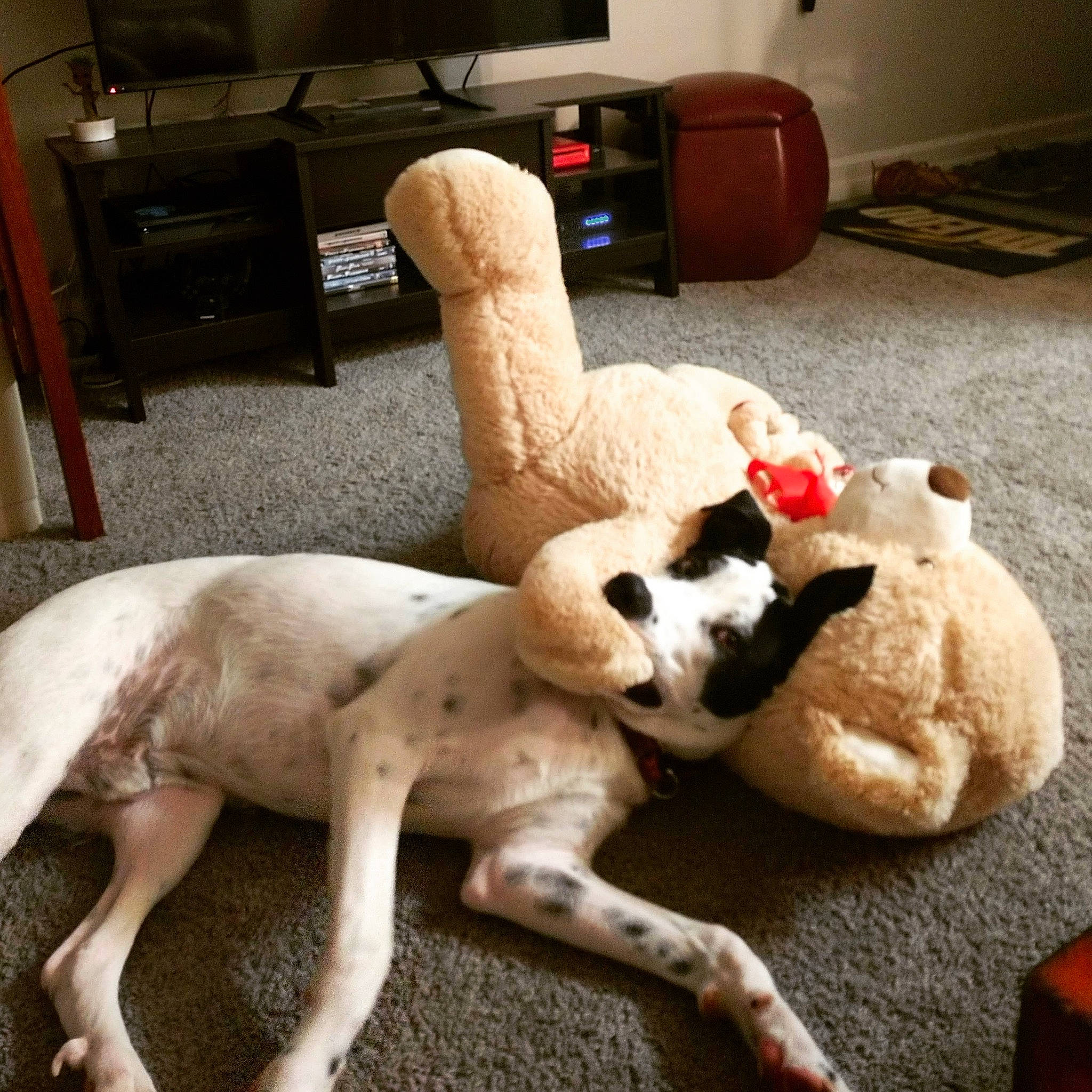 Samson is registered to the contest to win money with this photo: canidae, carnivore, companion_dog, dog, dog_breed, fawn, great_dane, non_sporting_group, paw, play, pointer, sporting_group, street_dog, tail