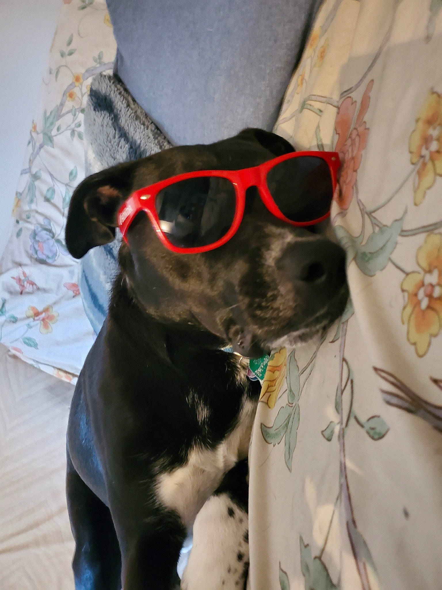 Junior joined the competition — help win amazing prizes! american_pit_bull_terrier, boston_terrier, canidae, carnivore, cool, dog, dog_breed, eyewear, fawn, glasses, goggles, non_sporting_group, pit_bull, snout, sporting_group, sunglasses, vision_care, whiskers