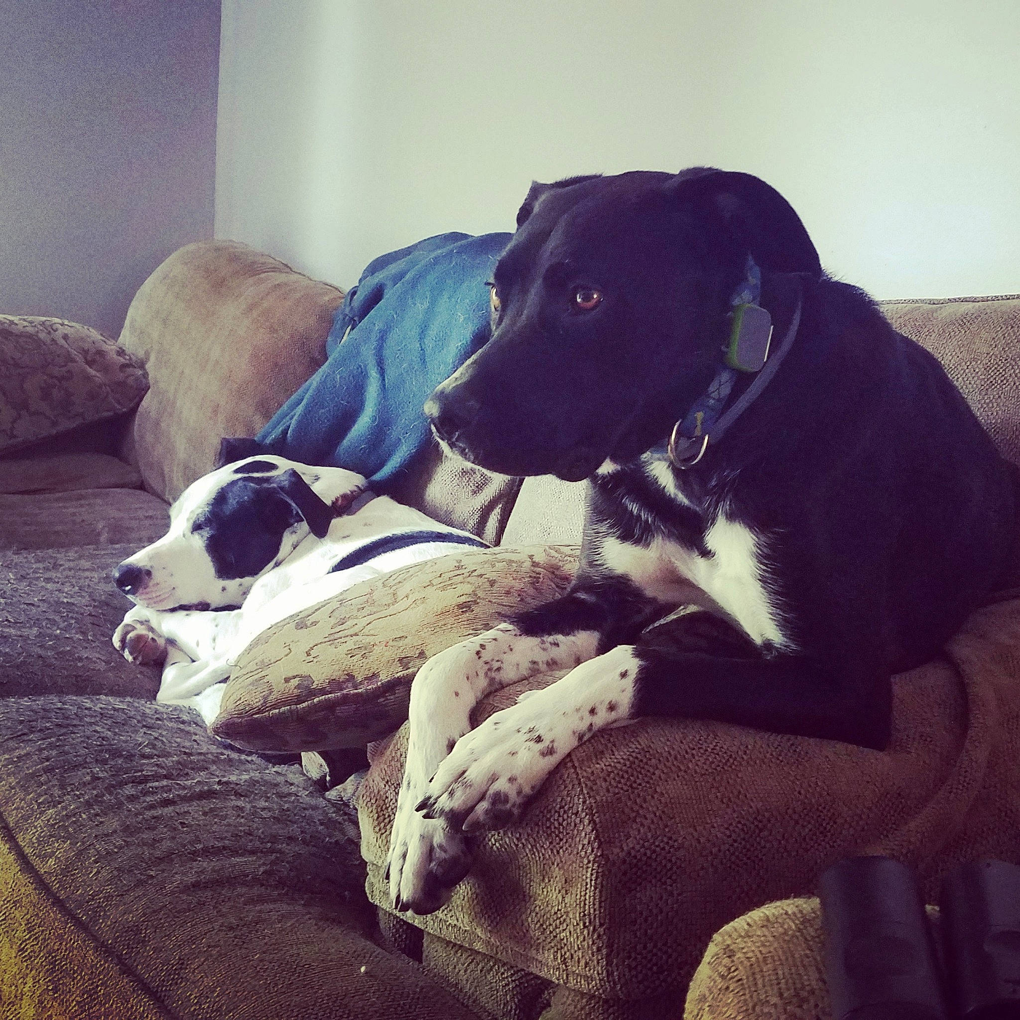 Junior is registered to the contest to win money with this photo: canidae, carnivore, companion_dog, dog, dog_breed, great_dane, guard_dog, love, mammal, nap, non_sporting_group, nose, pointer, puppy, puppy_love, sky, snout, sporting_group