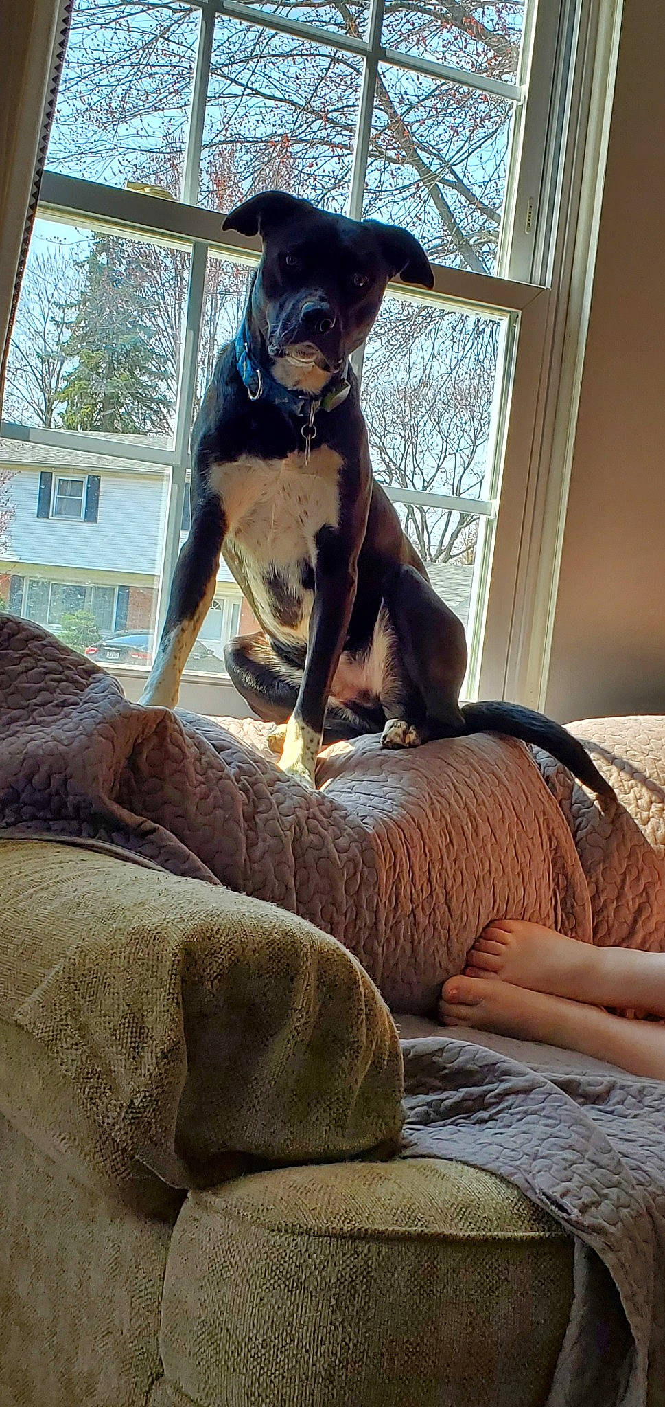 Junior joined the competition — help win amazing prizes! canidae, carnivore, comfort, companion_dog, dobermann, dog, dog_breed, german_pinscher, guard_dog, manchester_terrier, miniature_pinscher, pinscher, toy_dog