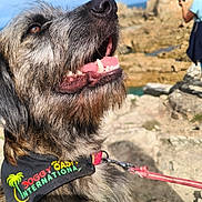 Bob participe au concours pour gagner de l'argent avec cette photo : dog, shaggy_dog, beard, open_mouth, smiling, teeth, tongue, close_up, portrait, outdoor, coast, rocky_landscape, cliff, ocean, tourist, leash, collar, bandana, sunny, travel