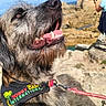 dog, shaggy_dog, beard, open_mouth, smiling, teeth, tongue, close_up, portrait, outdoor, coast, rocky_landscape, cliff, ocean, tourist, leash, collar, bandana, sunny, travel