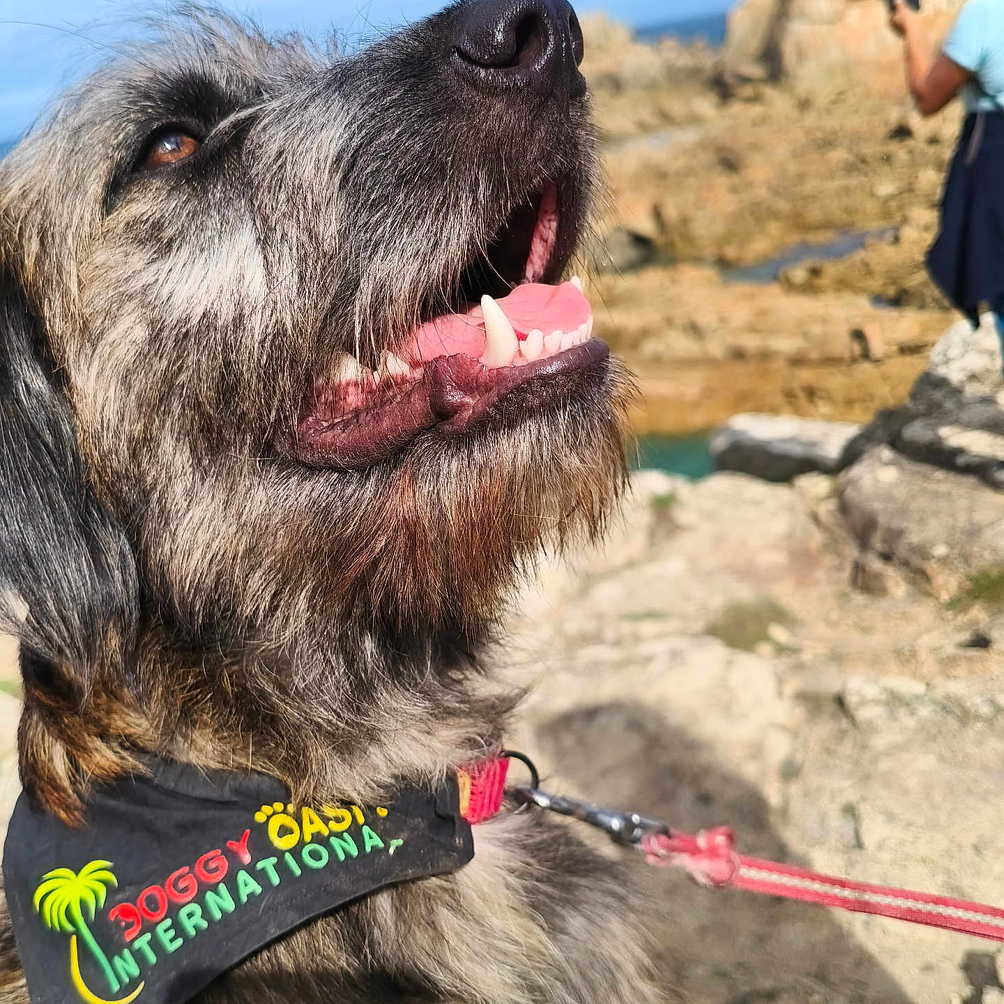 Bob participe au concours pour gagner de l'argent avec cette photo : dog, shaggy_dog, beard, open_mouth, smiling, teeth, tongue, close_up, portrait, outdoor, coast, rocky_landscape, cliff, ocean, tourist, leash, collar, bandana, sunny, travel