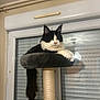cat, black_and_white, fluffy_tail, cat_tree, indoor, window, blinds, pet, feline, resting, relaxed, fur, animal, domestic, home, cozy, perched, quiet, calm, portrait