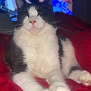 Aenya a rejoint le concours — aidez-le/la à gagner de superbes lots ! cat, black_and_white, feline, pet, indoor, relaxed, red_blanket, whiskers, pink_nose, fluffy, resting, close_up, animal, cute, domestic_cat, lying_down, soft_texture, background_screen, colorful, cozy