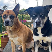 Shadow Et Amaru participe au concours pour gagner de l'argent avec cette photo : dog, pets, blue_eyes, outdoor, garden, fence, stone_surface, canine, animal, brown_dog, black_dog, portrait, daylight, nature, ears, sitting, two_animals, companions, looking_at_camera, serious_expression