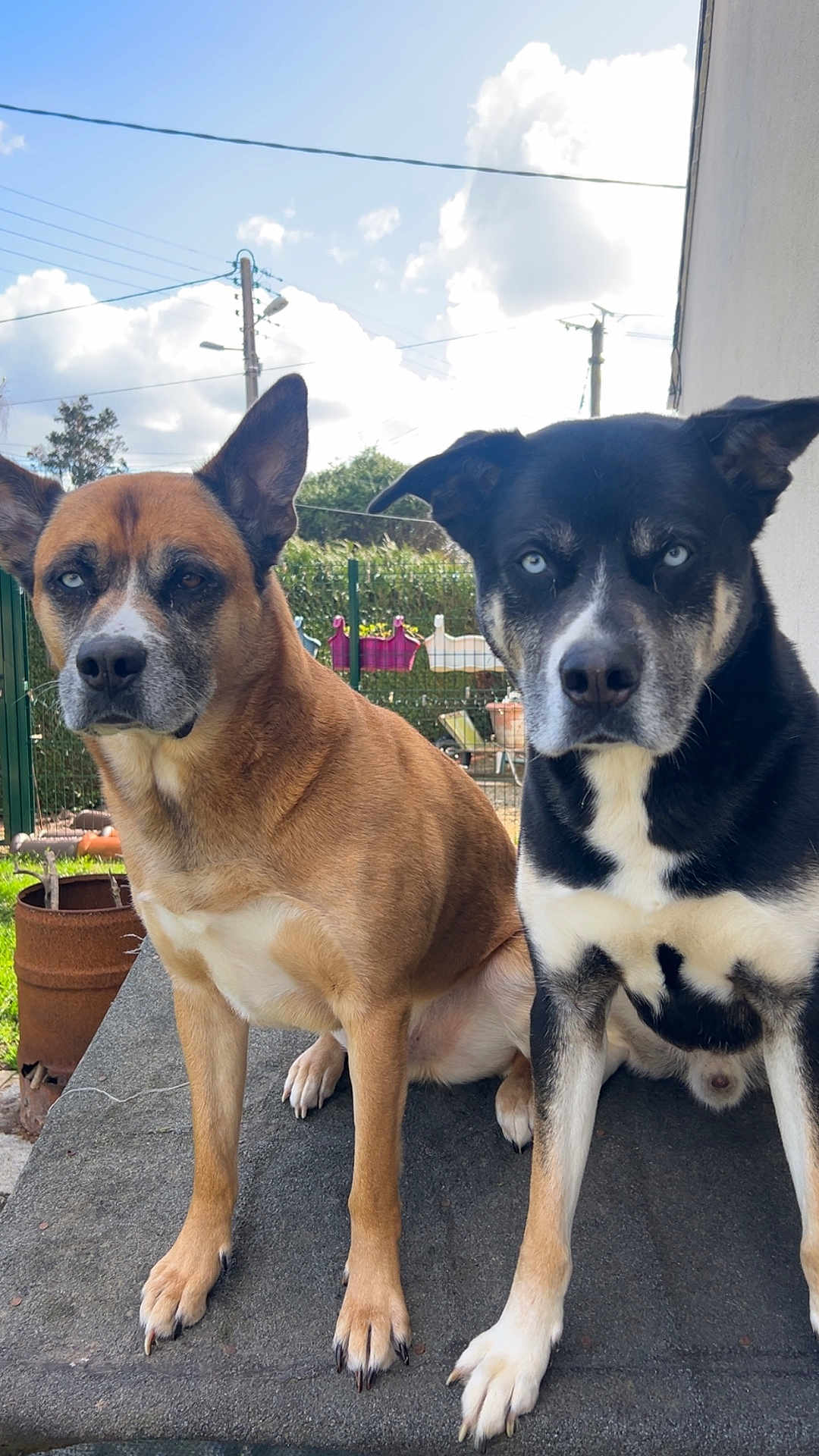 Shadow Et Amaru participe au concours pour gagner de l'argent avec cette photo : dog, pets, blue_eyes, outdoor, garden, fence, stone_surface, canine, animal, brown_dog, black_dog, portrait, daylight, nature, ears, sitting, two_animals, companions, looking_at_camera, serious_expression