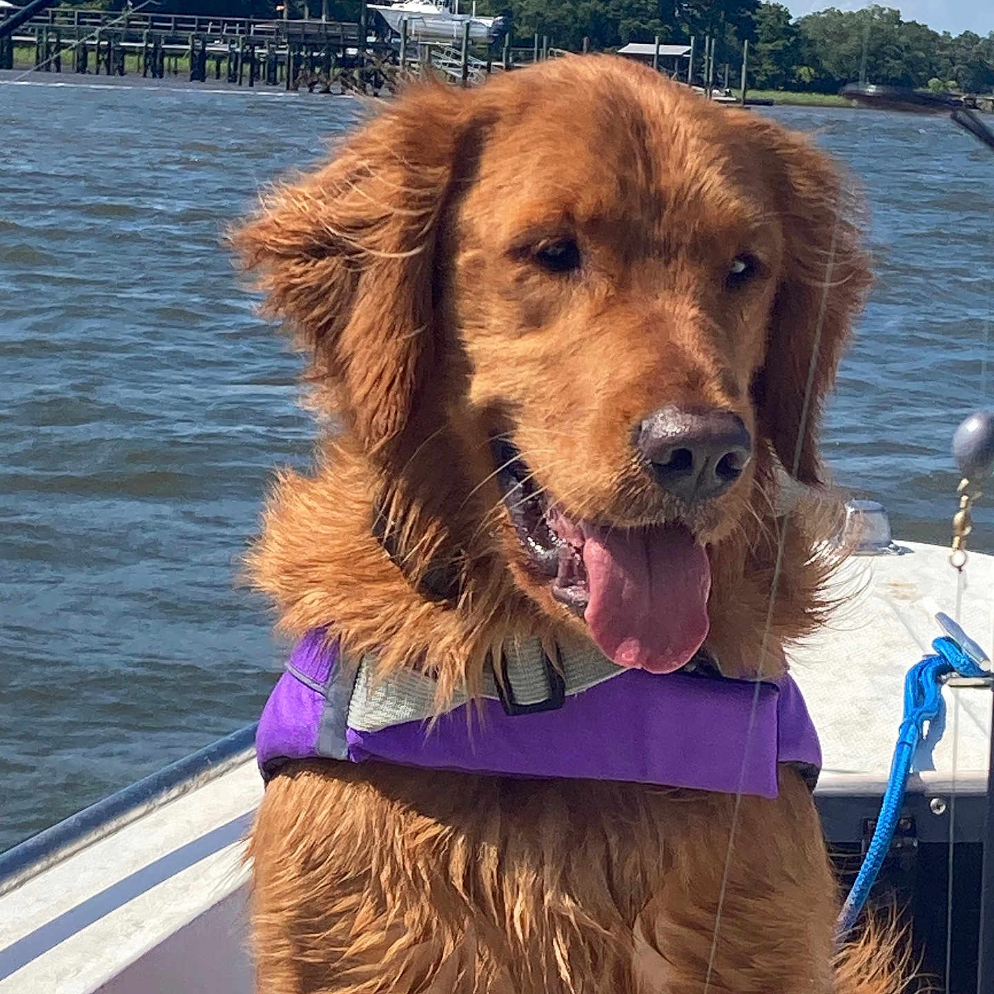 Dixie is registered to the contest to win money with this photo: animal, boat, canine, dock, dog, golden_retriever, happy, lake, life_jacket, nature, outdoor, pet, recreation, sky, summer, sunny, tongue_out, trees, water, wet_fur