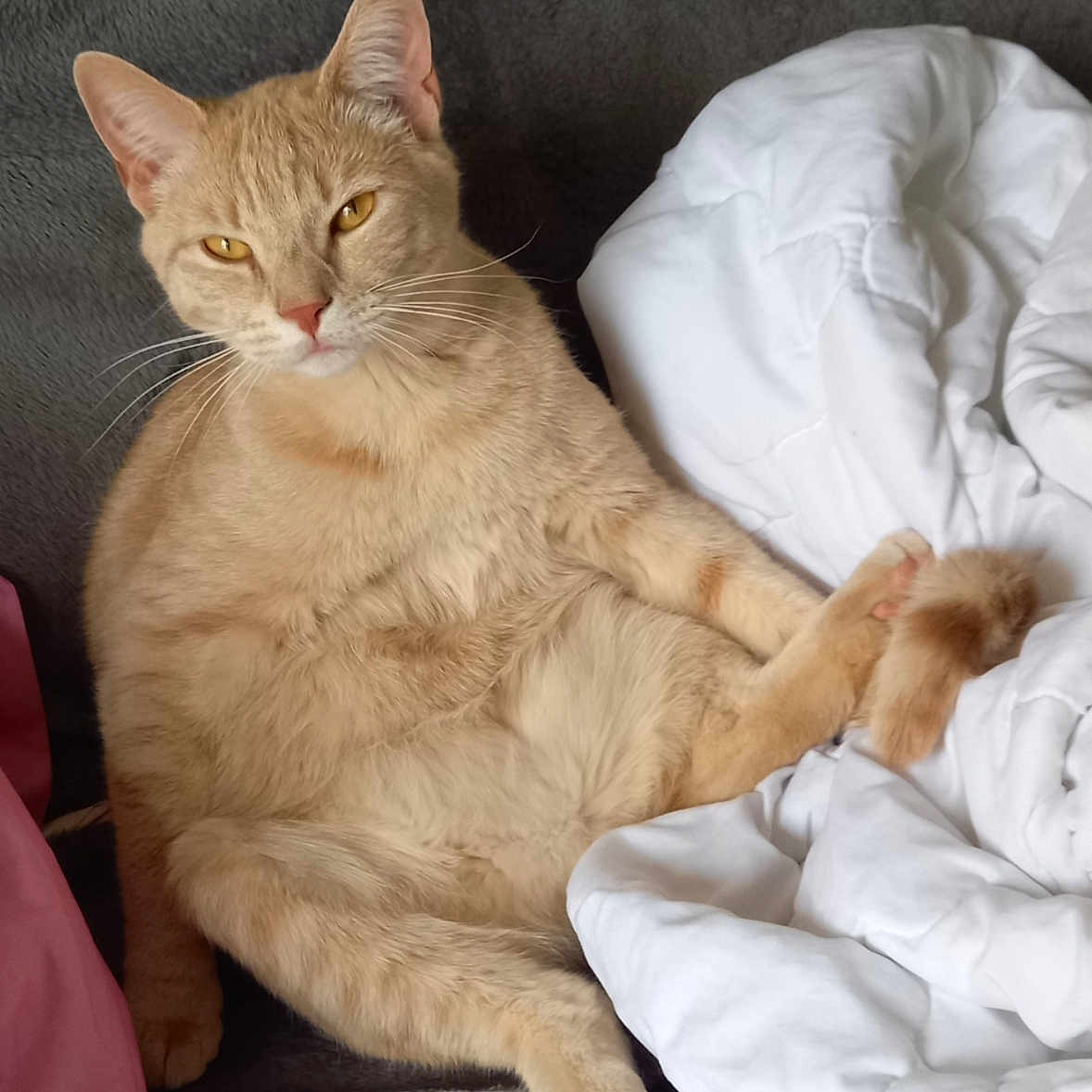 Charlie a rejoint le concours — aidez-le/la à gagner de superbes lots ! animal, bedroom, blanket, cat, comforter, cozy, cute, domestic_cat, ears, feline, fur, indoor, looking, orange_tabby, paws, pet, relaxed, resting, soft, whiskers