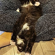 Reglis participe au concours pour gagner de l'argent avec cette photo : cat, black_cat, white_paws, fluffy, belly_up, relaxed, indoor, wooden_floor, patterned_clothing, paws, pet, cute, animal, feline, resting, domestic_cat, fur, pink_pads, sleepy, cozy