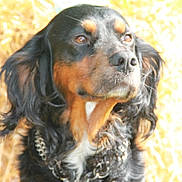 Sheston participe au concours pour gagner de l'argent avec cette photo : canidae, carnivore, cocker_spaniel, companion_dog, dog, dog_breed, english_cocker_spaniel, gordon_setter, mammal, rare_breed_dog, russian_spaniel, setter, snout, spaniel, sporting_group, vertebrate