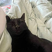 Twilight joined the competition — help win amazing prizes! animal, black_cat, blanket, close_up, comfort, cozy, cute, domestic, feline, fur, home, indoor, laying, nap, pet, quiet, relaxed, resting, sleeping, soft