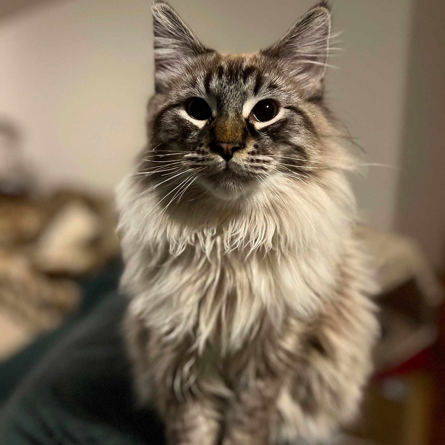 Boots joined the competition — help win amazing prizes! abyssinian, angora, animal, cat, hardwood, kitten, manx, pet, siamese, snout, wood