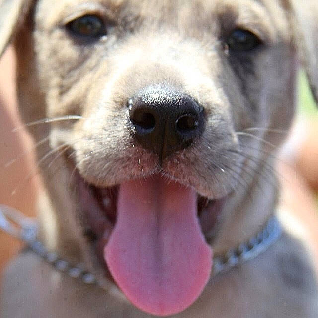 Bubu joined the competition — help win amazing prizes! canidae, carnivore, dog, dog_breed, fawn, labrador_retriever, mammal, nose, puppy, rare_breed_dog, snout, sporting_group, tongue, vertebrate, whiskers